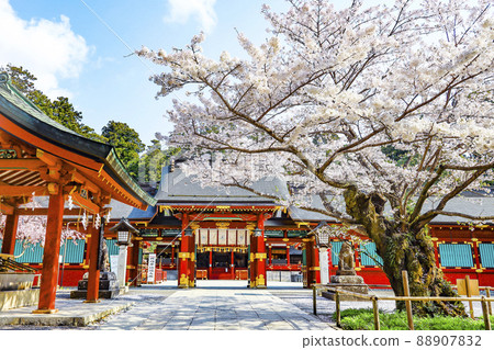 鹽釜神社、鹽釜神社、櫻花 鹽釜神社、鹽釜神社、櫻花 88907832