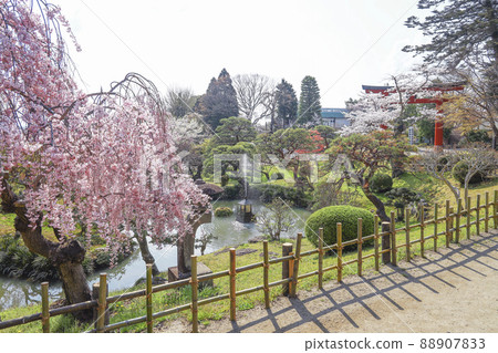 鹽釜神社、鹽釜神社、櫻花 鹽釜神社、鹽釜神社、櫻花 88907833