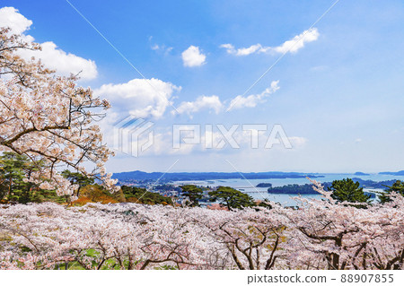 松島公園的櫻花,日本西部松島西樹的回歸 松島公園的櫻花,日本西部松島西樹的回歸 88907855