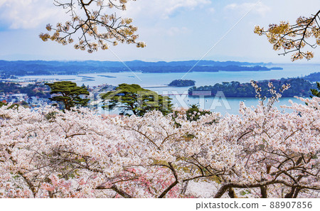 松島公園的櫻花,日本西部松島西樹的回歸 松島公園的櫻花,日本西部松島西樹的回歸 88907856