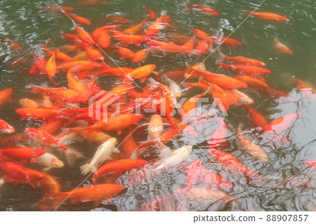 Fancy carps fish. Fancy carps fish. 88907857
