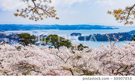 松島公園的櫻花，日本西部松島西樹的回歸 88907858