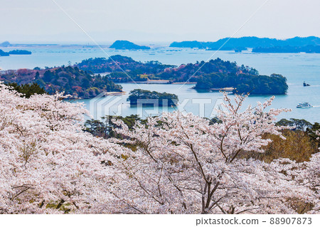 松島公園的櫻花，日本西部松島西樹的回歸 88907873