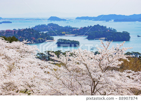 松島公園的櫻花，日本西部松島西樹的回歸 88907874