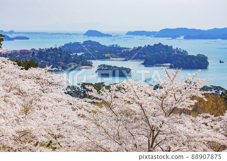松島公園的櫻花，日本西部松島西樹的回歸 88907875