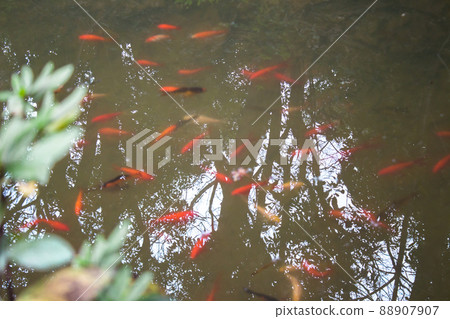 Fancy carp fish pond. Fancy carp fish pond. 88907907
