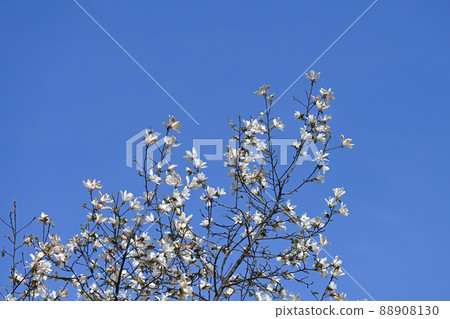Yulan magnolia blooming in full bloom against the backdrop of the blue sky 88908130