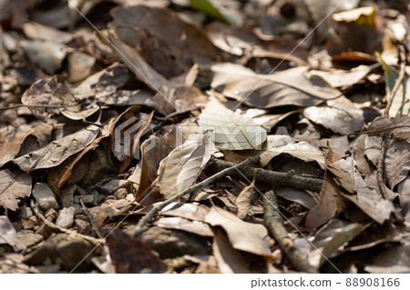 Fallen leaves Fallen leaves 88908166
