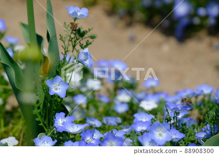 Nemophila 88908300