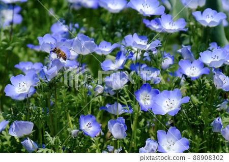 Nemophila and bees Nemophila and bees 88908302