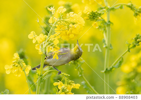 A small bird perching on rape blossoms 88908403