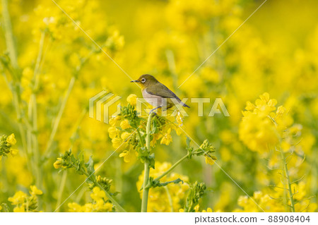 一隻小鳥棲息在油菜花上 88908404
