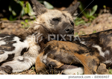 African wild dog 88908407