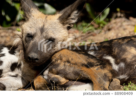 African wild dog 88908409