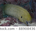 Molitor of an aquarium 88908436