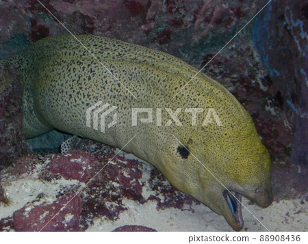 水族館的Molitor 88908436