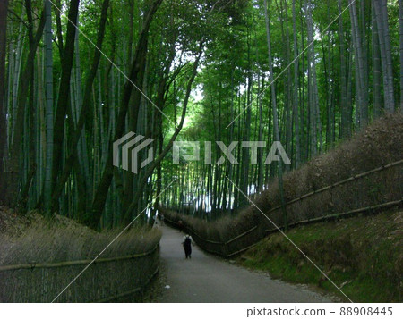 Arashiyama竹樹叢在京都 Arashiyama竹樹叢在京都 88908445