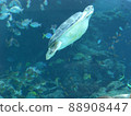 Aquarium sea turtle 88908447
