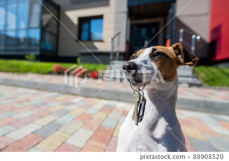 Dog Jack Russell Terrier is sitting at the door holding the keys to the house. 88908520