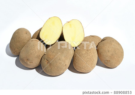 土豆(小金丸) 土豆(小金丸) 88908853