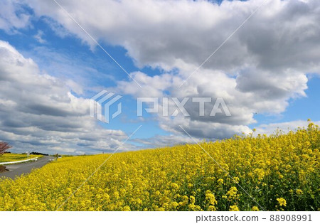 A walking path on the embankment, a landscape where rape blossoms bloom all over A walking path on the embankment, a landscape where rape blossoms bloom all over 88908991