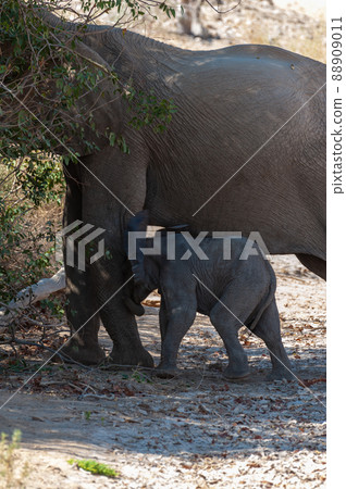Desert elephant with its feeding calf Desert elephant with its feeding calf 88909011