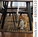 Cats that are worried about noise 88909110