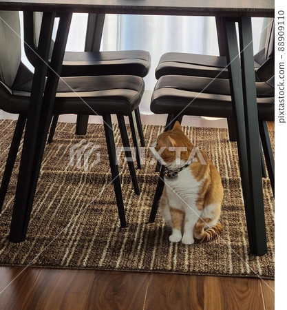 Cats that are worried about noise Cats that are worried about noise 88909110