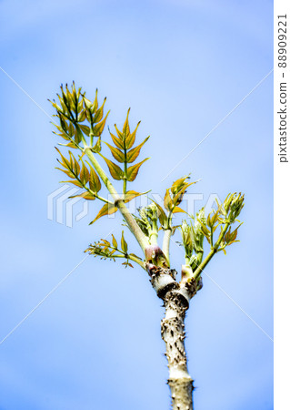 野生植物之王,鱈魚芽,做成天婦羅很好吃 野生植物之王,鱈魚芽,做成天婦羅很好吃 88909221