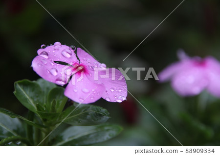 Pink flower of Madagascar Periwinkle blooming and wet on branch. Pink flower of Madagascar Periwinkle blooming and wet on branch. 88909334
