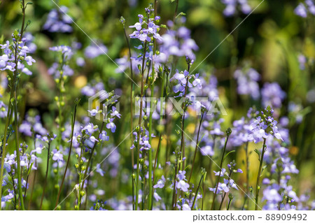 Spring flower blue toadflax 88909492