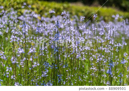 Spring flower blue toadflax 88909501