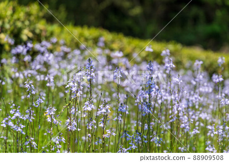 Spring flower blue toadflax 88909508