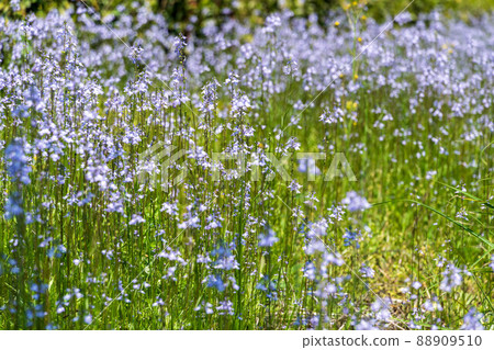 Spring flower blue toadflax 88909510