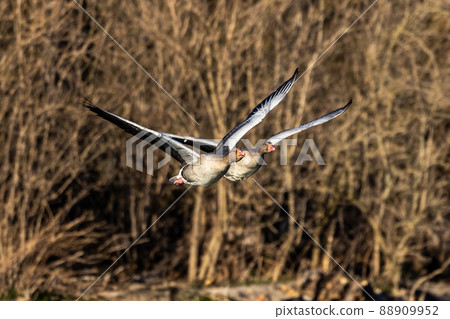 The flying greylag goose, Anser anser is a species of large goose 88909952