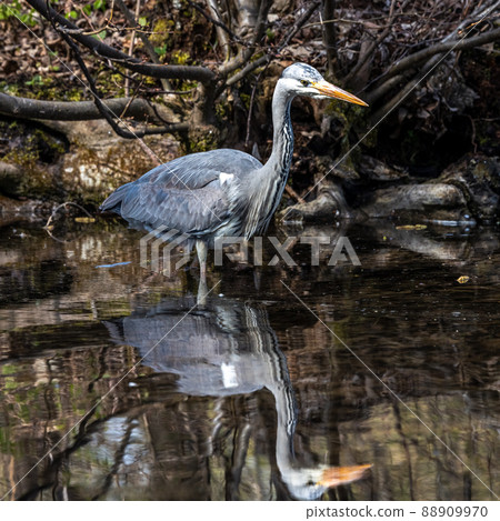 Grey heron, Ardea cinerea, a massive gray bird wading through a flat lake searching for fish Grey heron, Ardea cinerea, a massive gray bird wading through a flat lake searching for fish 88909970