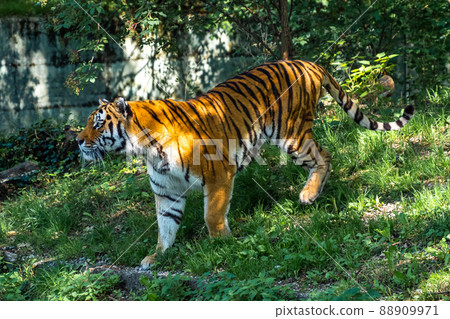The Siberian tiger,Panthera tigris altaica in a park 88909971