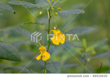 A yellow flower that looks like a sailboat is hung. A yellow flower that looks like a sailboat is hung. 88910030
