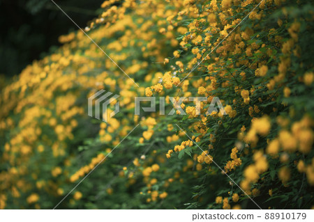 Flowers of Yaeyamabuki in the shade of a tree 88910179