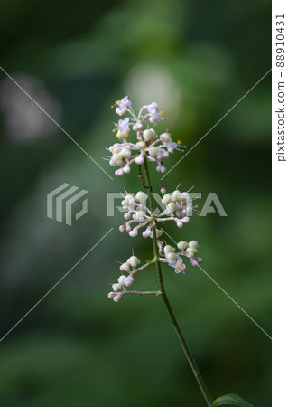 Pollia japonica was named because the shape of the leaves resembles that of Japanese ginger. 88910431