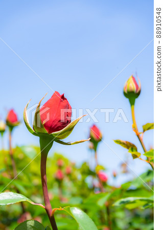 Bud of a rose Bud of a rose 88910548