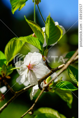 櫻花山櫻 櫻花山櫻 88910557
