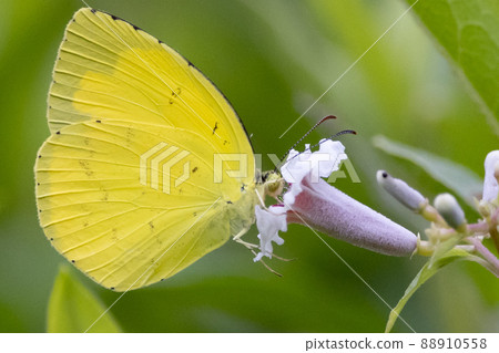 類似於 Colias erate,但沒有白色波峰 類似於 Colias erate,但沒有白色波峰 88910558