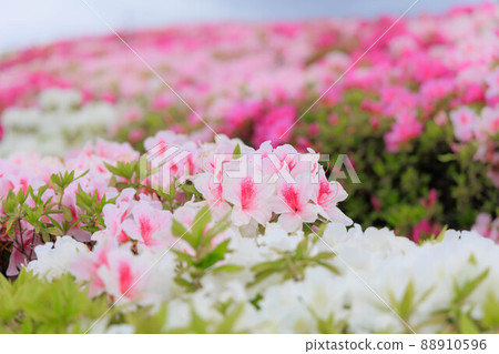 Azalea spreading over one side of Futami artificial island Azalea spreading over one side of Futami artificial island 88910596