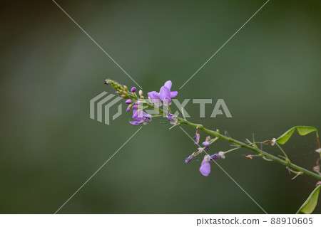 長期以來一直流行的萬葉花萩 88910605