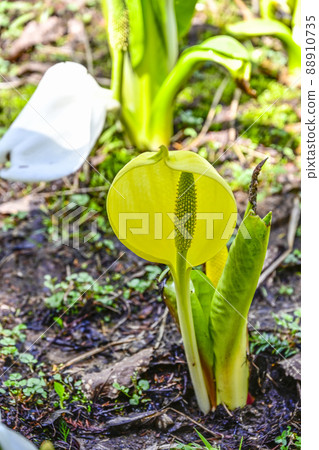 Happy yellow skunk cabbage Happy yellow skunk cabbage 88910735