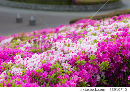 Azalea spreading over one side of Futami artificial island Azalea spreading over one side of Futami artificial island 88910740