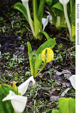 Happy yellow skunk cabbage Happy yellow skunk cabbage 88910748