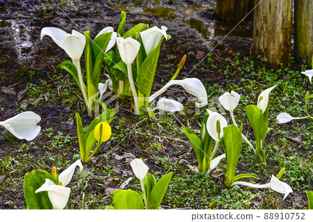 快樂的黃色臭鼬捲心菜 88910752