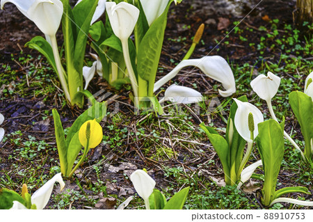 快樂的黃色臭鼬捲心菜 88910753